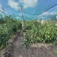 Продам 3 кім будинок в смт Баришівка, Київська область