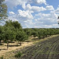 Продаж 3 кім будинку з великим фруктовим садом в с. Пасківщина 67 м2